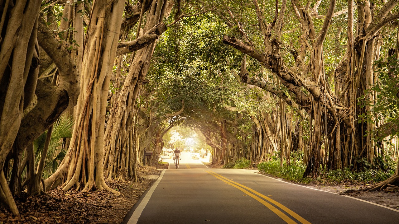 road, cyclist, trees-823199.jpg